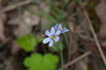 Prairie blue-eyed grass